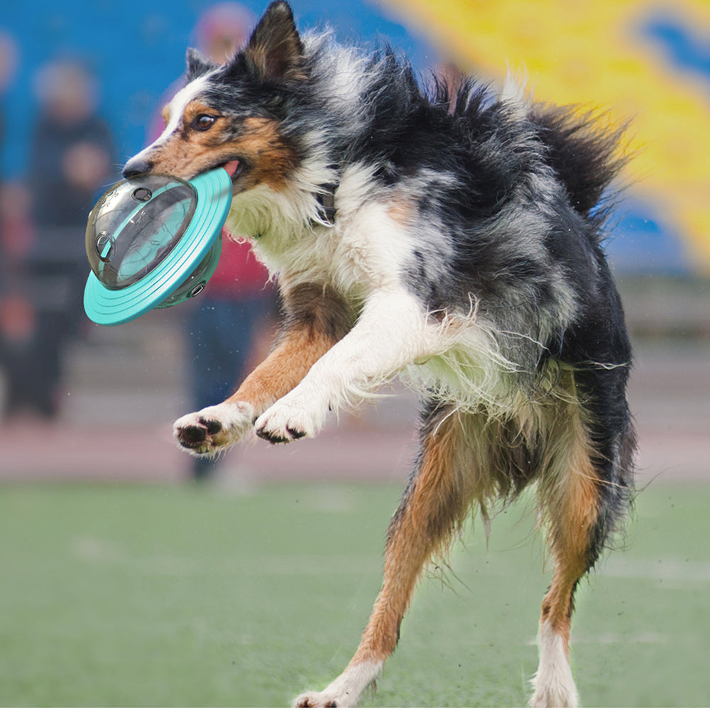 Pet toys